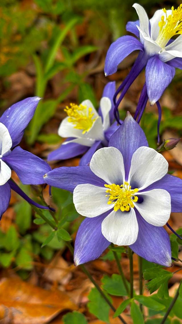 Close-up of purple and white columbine flowers blooming in the native gardens at the Visit The Northshore Visitor Center in Mandeville, Louisiana.