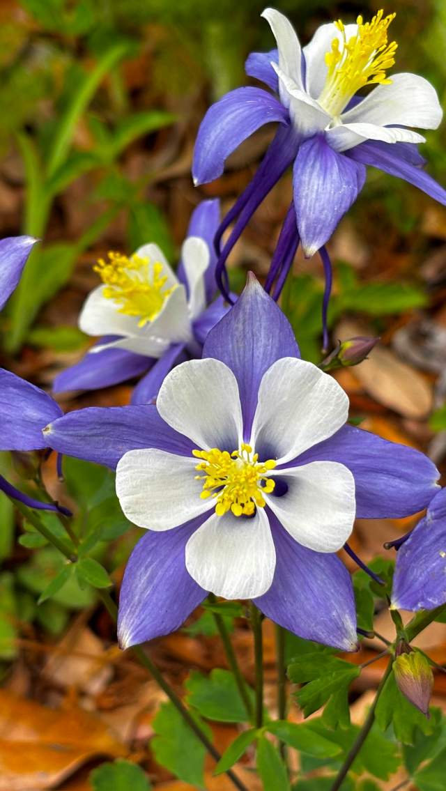 Close-up of purple and white columbine flowers blooming in the native gardens at the Visit The Northshore Visitor Center in Mandeville, Louisiana.
