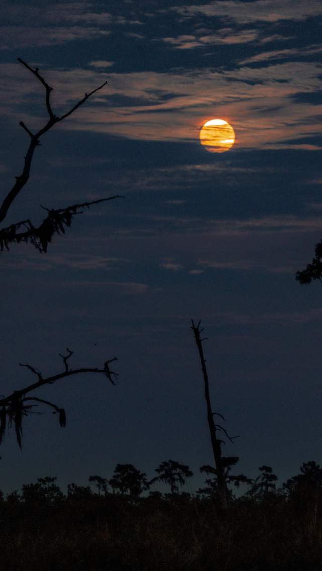 Moon and cypress trees, photo by Derek Wohltmann