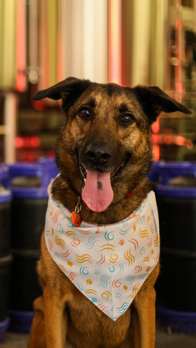 Dog smiling in front of beer barrels