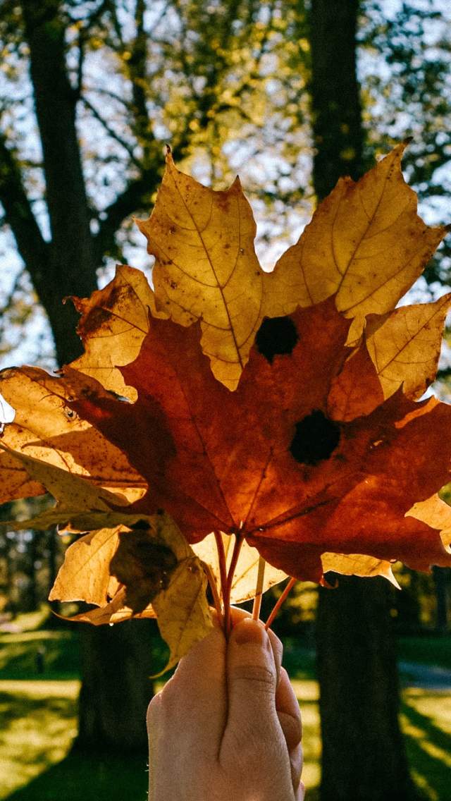 Hånd som holder en bukett med lønneblader i høstfarger. I bakgrunnen - kirkeparken i Sarpsborg.