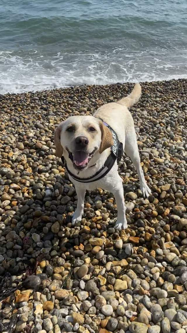 Millie the dog at Ringstead Beach in Dorset