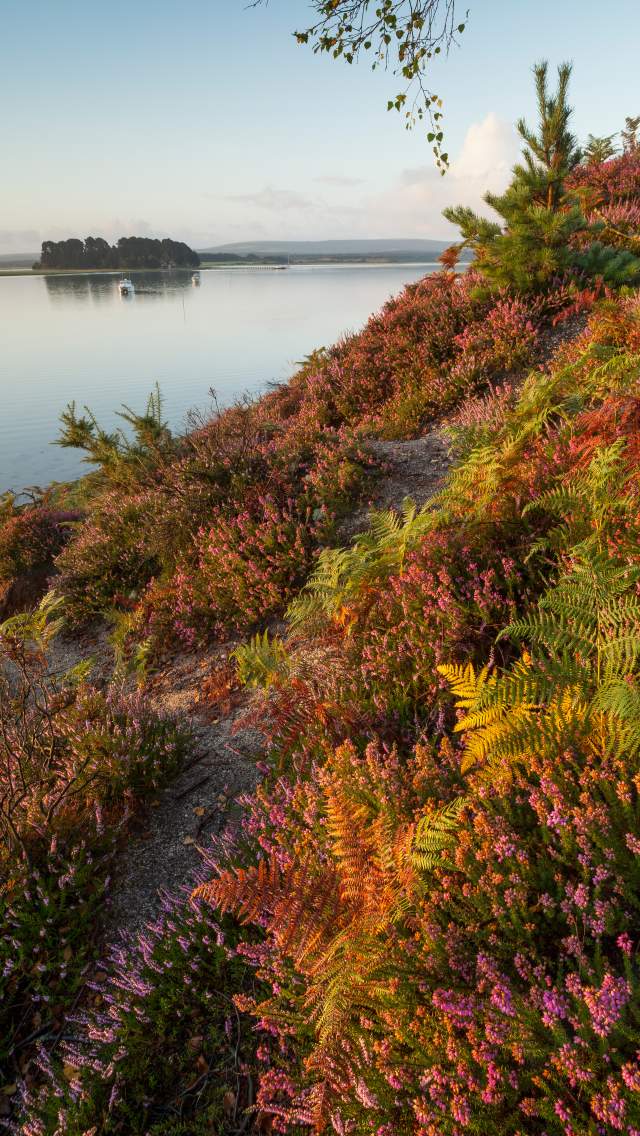 View of Poole Harbour from Shipstal Point at Arne, Dorset credit Andy Farrer