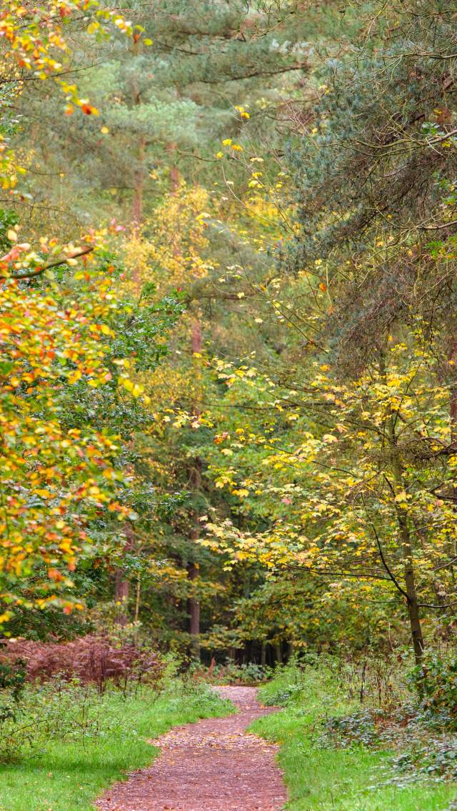 A pathway between rows of towering trees, with autumnal shades of yellow, green and brown