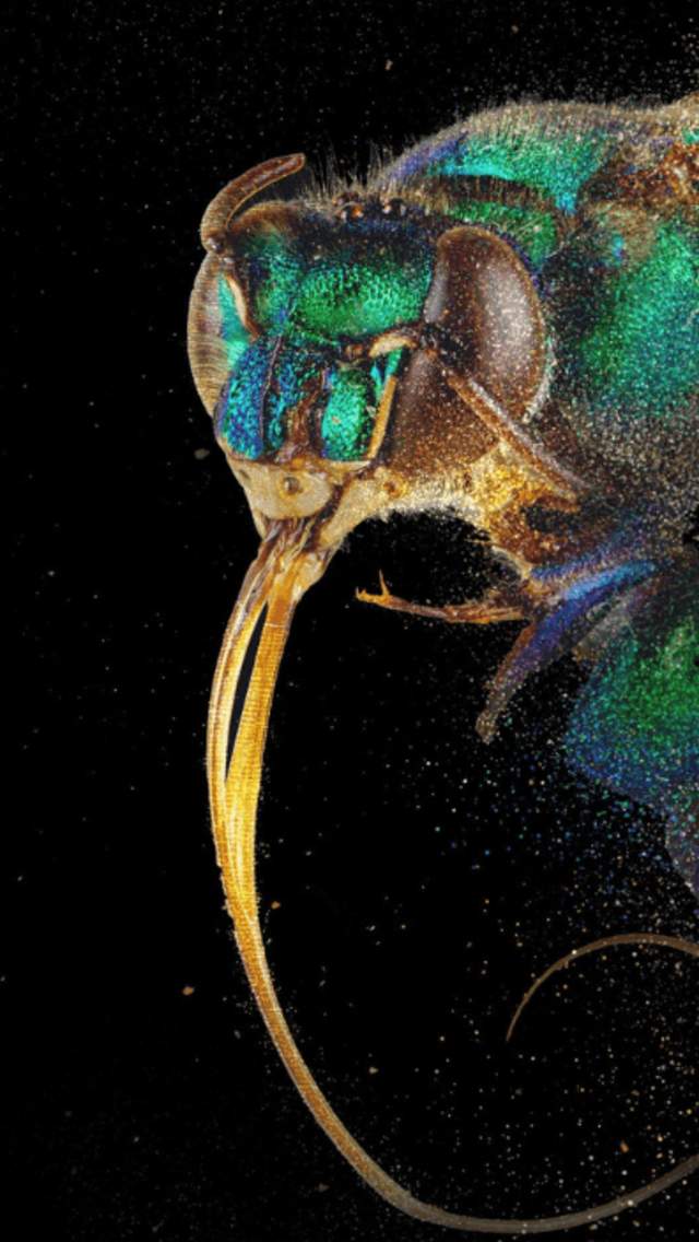 A close up photo of a bee