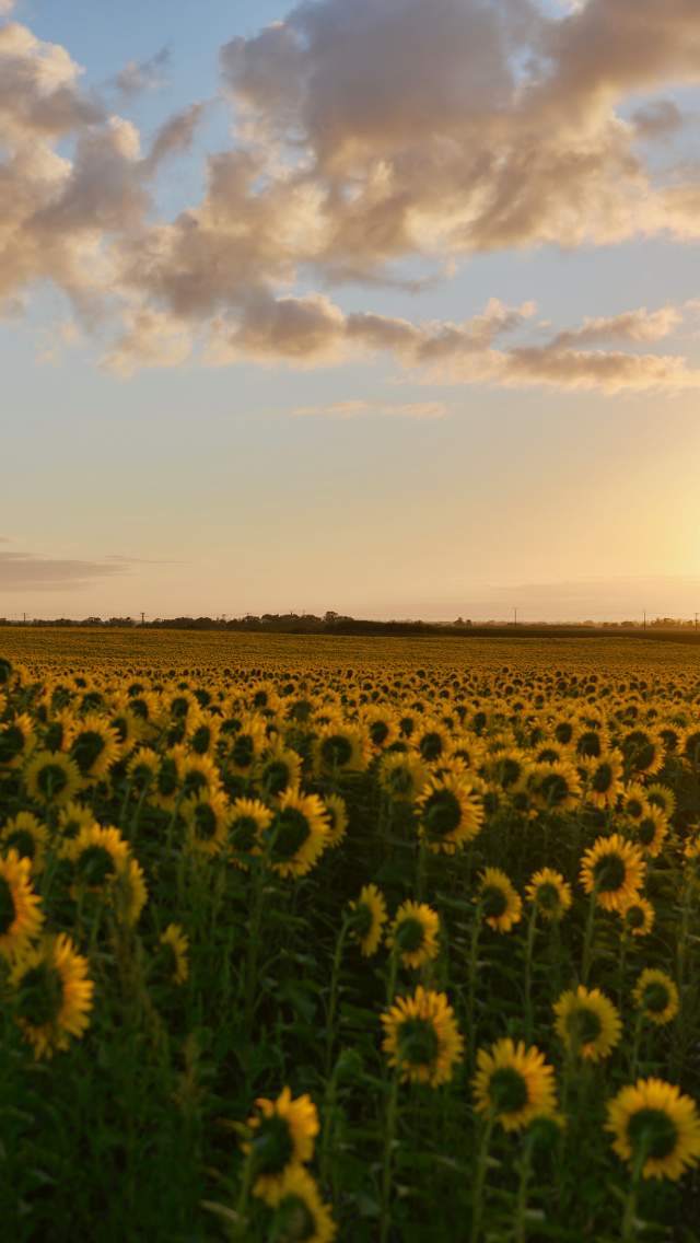 Sunflowers in a field at sunset