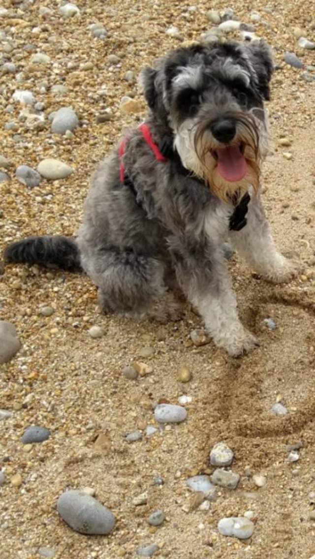 Dylan the Dog on a sand and pebble beach in Dorset