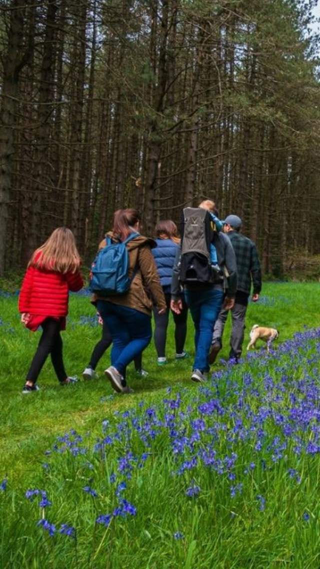 Family Walking in a Bluebell Wood in Dorset