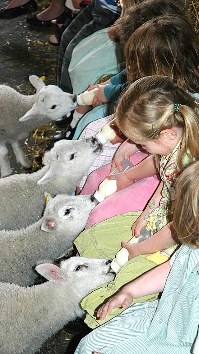Feeding lambs at Farmer Palmers Farm Park, Dorset