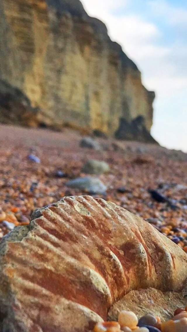 Fossil on beach on the Jurassic Coast