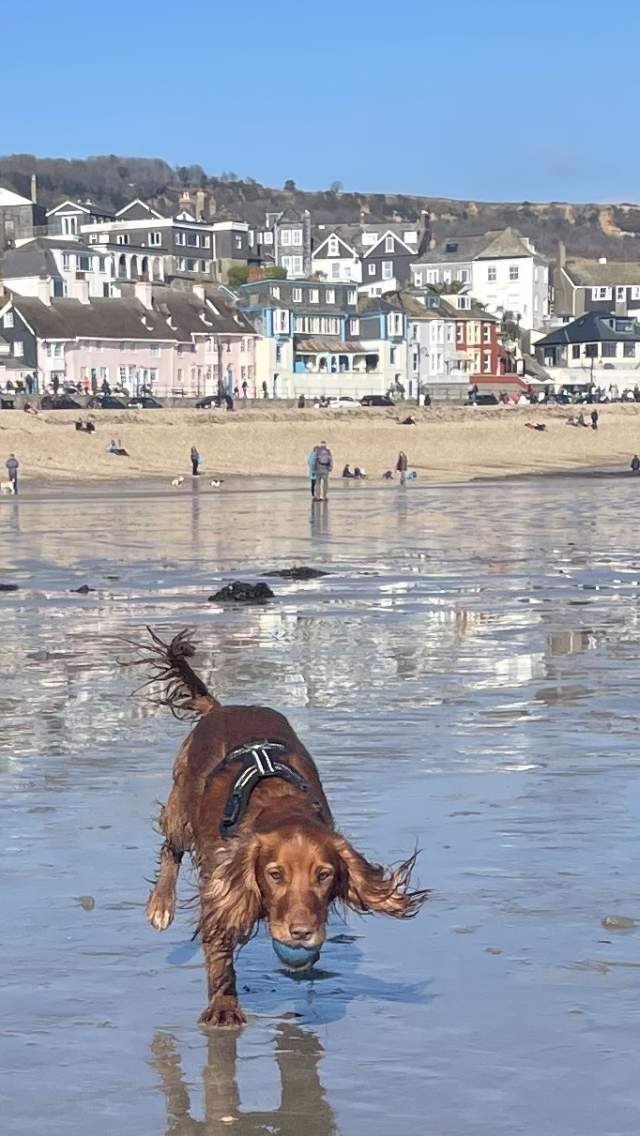 Dog on Lyme Regis Beach