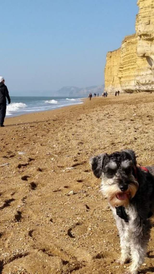 Dog and two walkers at Hive Beach, Burton Bradstock in Dorset