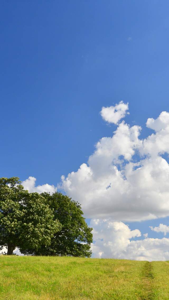 A lone tree stands on the horizon of a grassy field in the Lincolnshire Wolds beneath a bright blue sky.