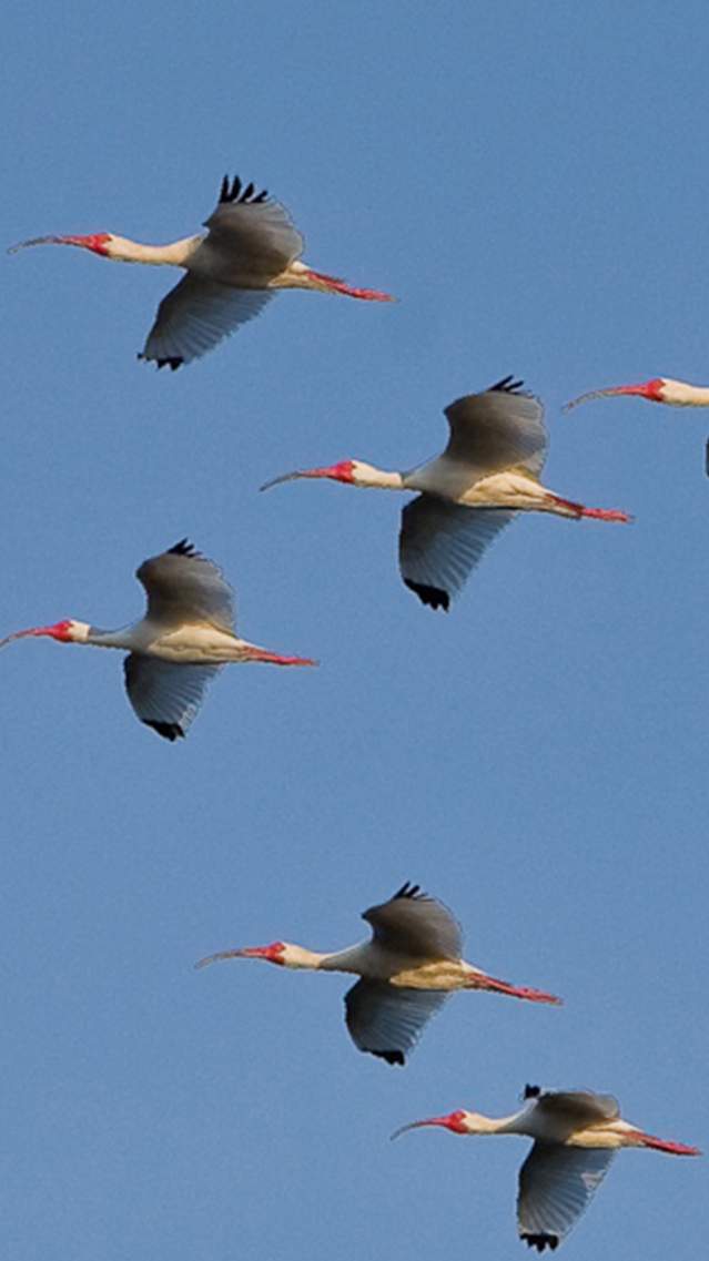 Golden Isles wildlife