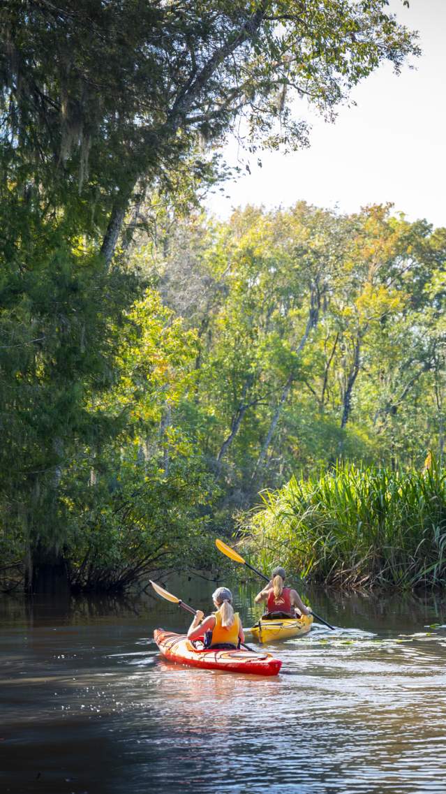 Kayaking through the Altamaha River