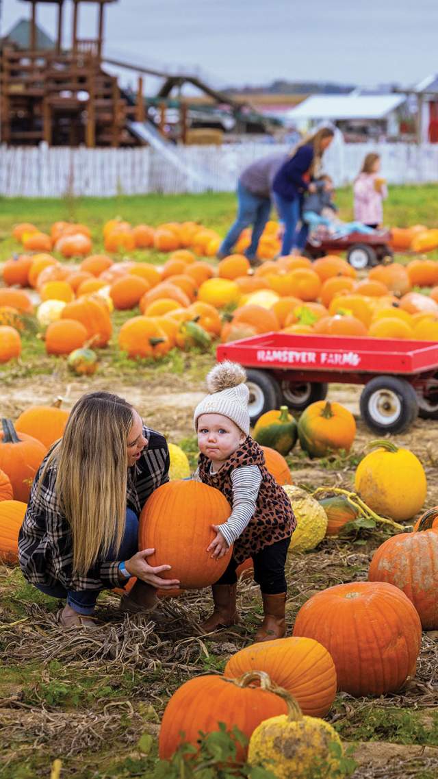Pumpkin picking at Ramseyers