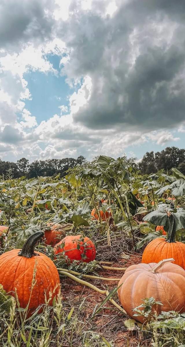 A grouping of pumpkins in the patch at Harpersville's Old Baker Farm.