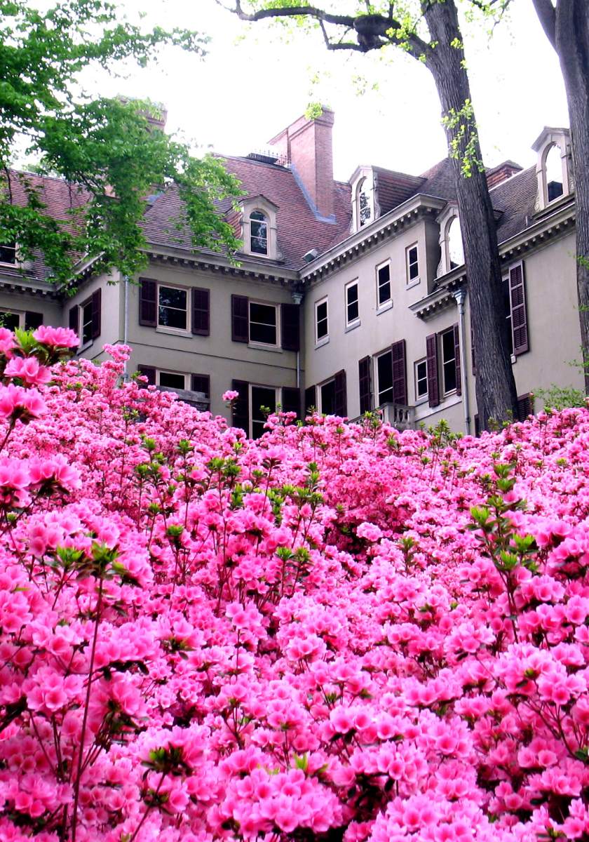 Winterthur Azaleas