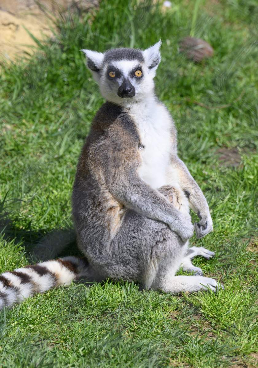 Brandywine Zoo Leemur