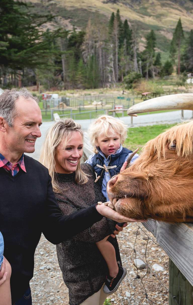 Highland Cattle at Walter Peak Farm