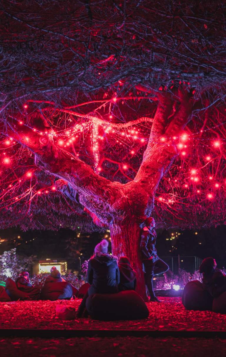 People interacting with illuminating light display under a tree