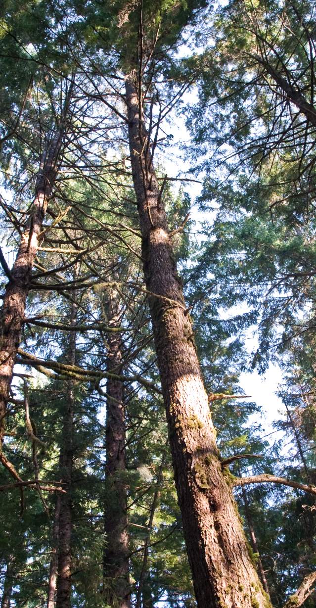 Tall Trees, horizontal