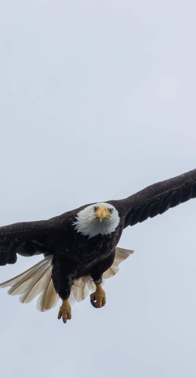 Eagle Soaring 2025