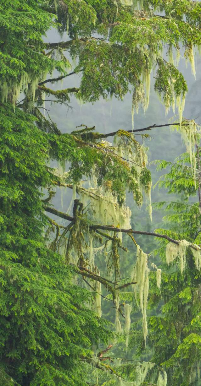 Old Man's Beard 2025