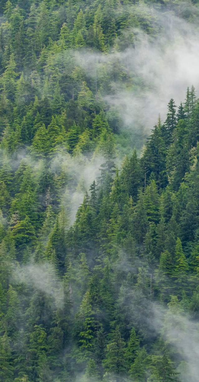 Misty Mountains 2025