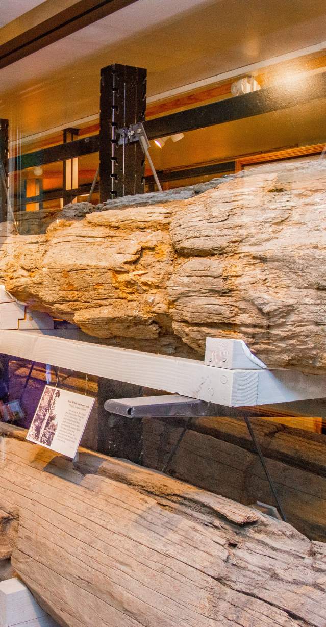 Group shot, totem, preserved (3)