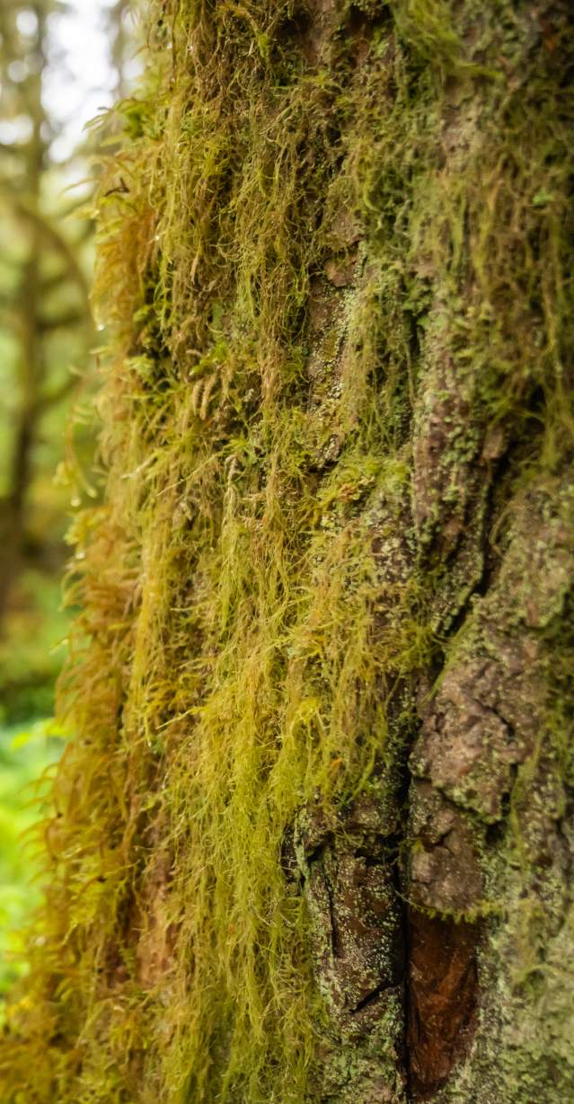 Lunch Creek Trail 2025 - 12