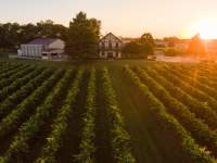 sunrise over Beachaven Vineyards and Winery