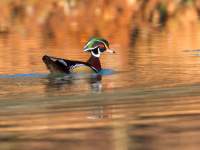 Wood Duck at Dunbar Cave