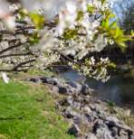 Spring at Ruffner Plaza