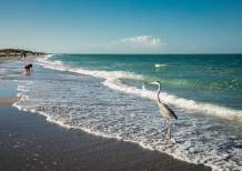 Wading Bird And Beach Walkers on Englewood Beach