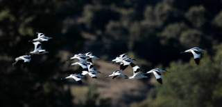 A photograph showing a flock of avocets mid-flight.