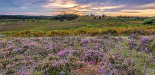Sunset across heather landscape in the New Forest