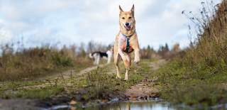 dog friendly ottery st mary
