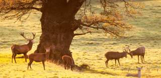 Deer roaming in the deer park at Ashton Court Estate near Bristol in the autumn, credit Paul Box