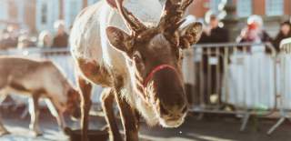 Reindeers at the Beverley Festival of Christmas in East Yorkshire