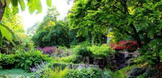 Leafy trees overhang a pond covered by lillypads and surrounded by ferns. A red bridge arches a waterfall.