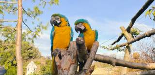 Two macaw parrots on a branch at Old Down Country Park - credit Old Down Country Park