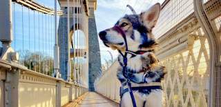A dog on the Clifton Suspension Bridge in West Bristol