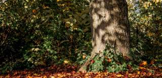 Photograph of the bottom of a tree trunk in a Portsmouth park