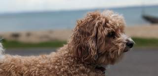 Photograph of a curly-haired dog in Southsea