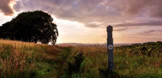A waymarker for the Cotswolds Way stands next to a grassy path which leads away to a large tree in the distance. The sky is lit by a pale yellow of sunrise against clouds and blue sky.