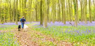 A woman walks two dogs through a woodland carpeted with bluebells