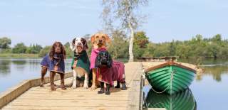 Four dogs wearing coloured coats looking expectant sat on a wooden pier with a lake and rowing boat behind them at Log House Holidays