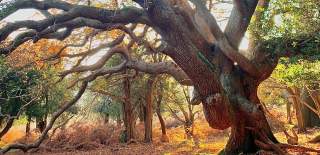 Elephant Tree at Slodden Woods