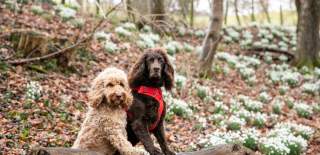 Two dogs with their front paws up on a fallen tree with snowdrops on the ground behind